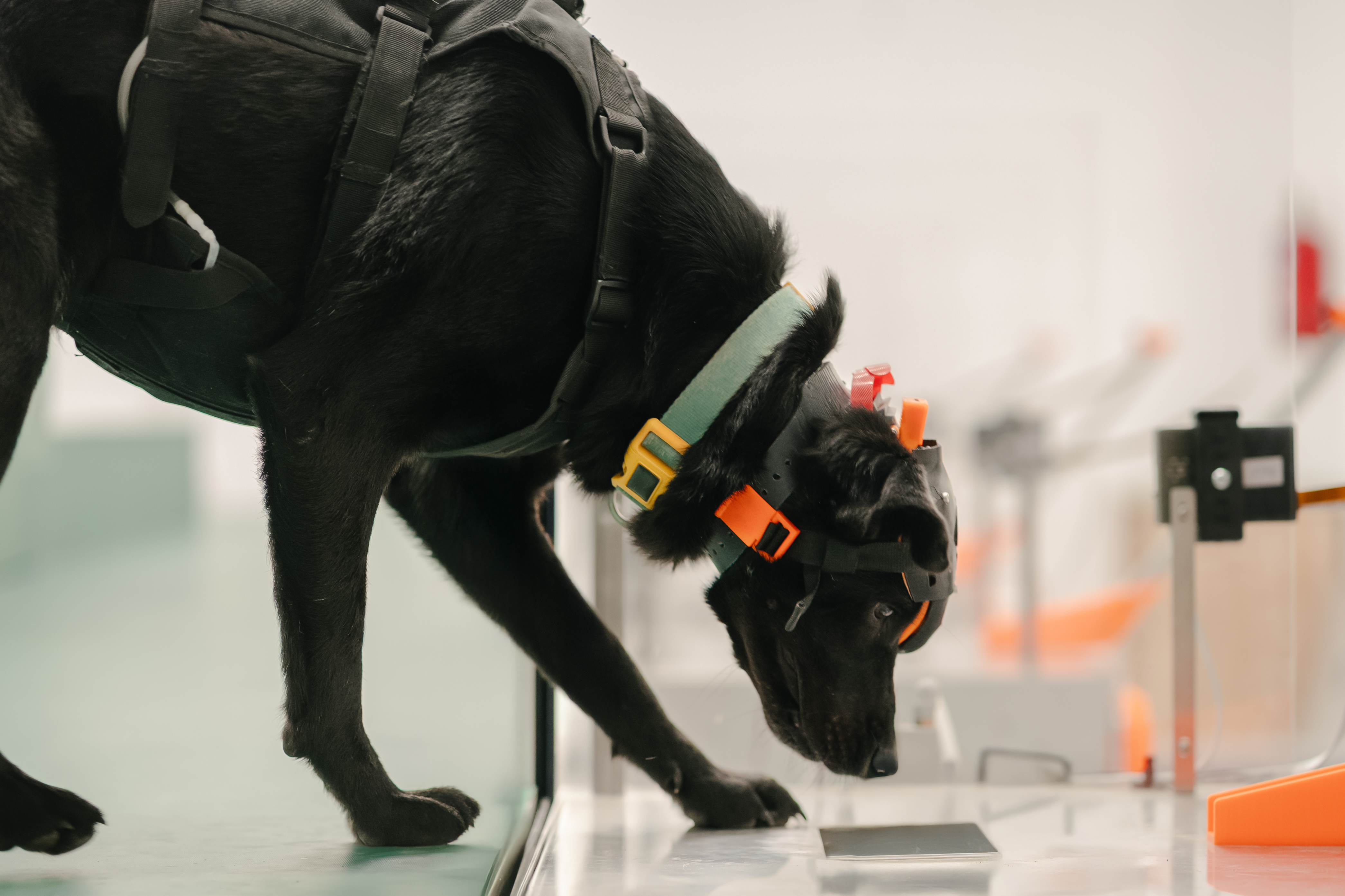 A trained detection dog