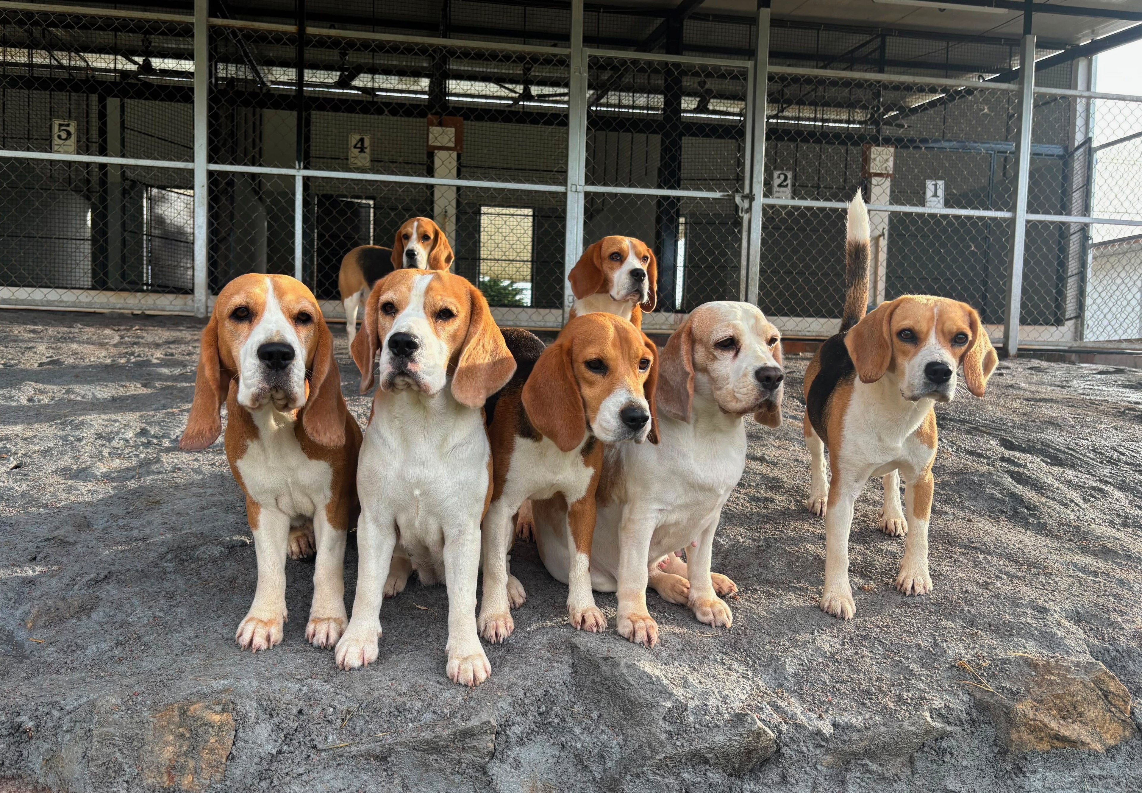 Our pack of detection beagles